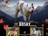 Chien m&acirc;le American Bully XXL d&rsquo;un an non LOF disponible &agrave; la saillie