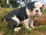 4 chiots Old English Bulldogs non LOF à la vente
