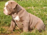 4 chiots Old English Bulldogs non LOF à la vente
