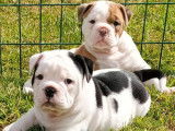 4 chiots Old English Bulldogs non LOF à la vente