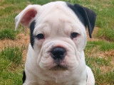 4 chiots Old English Bulldogs non LOF à la vente