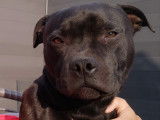 De race Staffordshire Bull Terrier disponible pour saillie