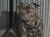 De race Staffordshire Bull Terrier disponible pour saillie