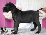 Chiots Cane Corso LOF à réserver