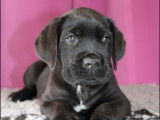 Chiots Cane Corso LOF à réserver