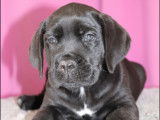Chiots Cane Corso LOF à réserver