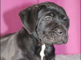 Chiots Cane Corso LOF à réserver