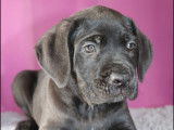 Chiots Cane Corso LOF à réserver