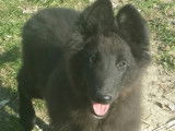 Chiots bergers belges groenendaels LOF