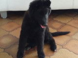 Chiots bergers belges groenendaels LOF