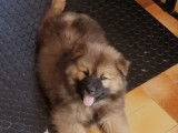 Chiots Eurasier &agrave; vendre