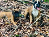 Chiots Boxer LOF à vendre