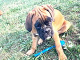 Chiots Boxer LOF à vendre