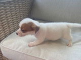 À réserver : 6 chiots Jack Russell Terriers LOF fauve pan blanc