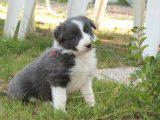 6 chiots Border Collies non LOF &agrave; r&eacute;server, 4 m&acirc;les, 2 femelles