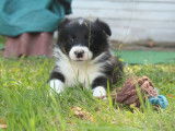 6 chiots Border Collies non LOF &agrave; r&eacute;server, 4 m&acirc;les, 2 femelles