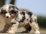 Vente d’un chiot Berger Américain Miniature femelle bleu merle LOF