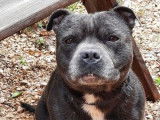 Un chien Staffordshire Bull Terrier LOF bleu disponible pour saillie