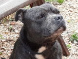 Un chien Staffordshire Bull Terrier LOF bleu disponible pour saillie