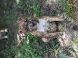 Chiots American Staff (Amstaff) disponibles