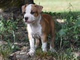 Chiots American Staff (Amstaff) disponibles