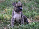 Chiots American Staff (Amstaff) disponibles
