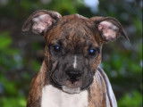 Chiots American Staff (Amstaff) disponibles