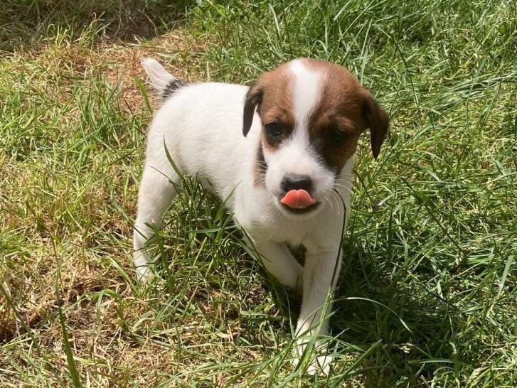 5 chiots Jack Russell Terriers de mai 2022 en attente d’adoption