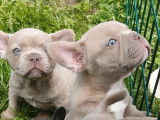 3 chiots Bouledogues Français isabella mâles non LOF à adopter