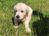 7 chiots Golden Retrievers sable LOF à céder à l’adoption
