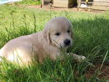 7 chiots Golden Retrievers sable LOF à céder à l’adoption