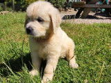 7 chiots Golden Retrievers sable LOF à céder à l’adoption