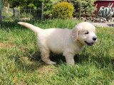 7 chiots Golden Retrievers sable LOF à céder à l’adoption