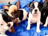 6 chiots Bouledogues Français non LOF disponibles à l’adoption