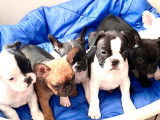 6 chiots Bouledogues Français non LOF disponibles à l’adoption