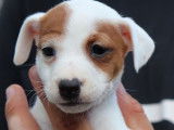 7 chiots Jack Russells LOF nés en mai 2022 à placer à l’adoption