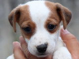 7 chiots Jack Russells LOF nés en mai 2022 à placer à l’adoption