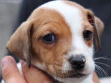 7 chiots Jack Russells LOF nés en mai 2022 à placer à l’adoption