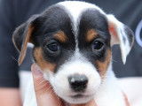 7 chiots Jack Russells LOF nés en mai 2022 à placer à l’adoption