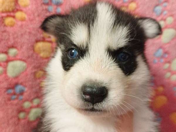 À adopter 8 chiots Huskies Sibériens non LOF nés en juin 2022