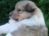 Chiots Collie &agrave; Poil Long sable charbonn&eacute; &agrave; vendre