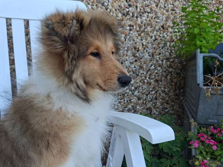 Chiots Collie à Poil Long sable charbonné à vendre