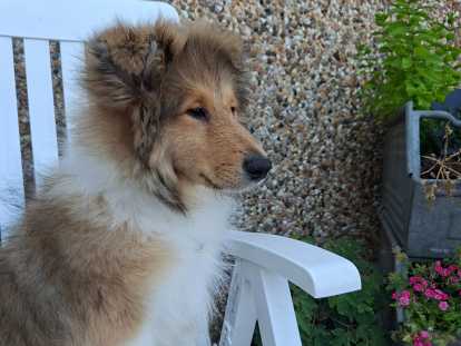Chiots Collie à Poil Long sable charbonné à vendre