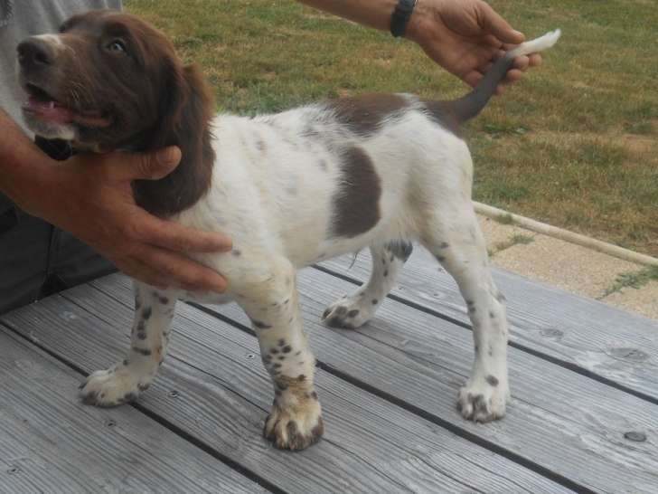 Six chiots de chasse Wachtelhunds LOF en attente d’adoption