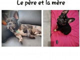 &Agrave; adopter : 3 chiots Bouledogues Fran&ccedil;ais non LOF