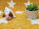 À réserver : 3 chiots Cavaliers King Charles LOF