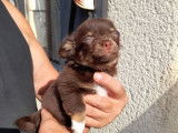 Des chiots Chihuahuas non LOF &agrave; vendre, chocolat/blanc ou fauve