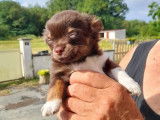 Des chiots Chihuahuas non LOF &agrave; vendre, chocolat/blanc ou fauve