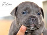 À réserver : 5 chiots Staffies bleus LOF, 4 femelles et 1 mâle