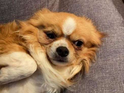 À vendre : un chien Chihuahua mâle fauve de 4 ans et demi non LOF
